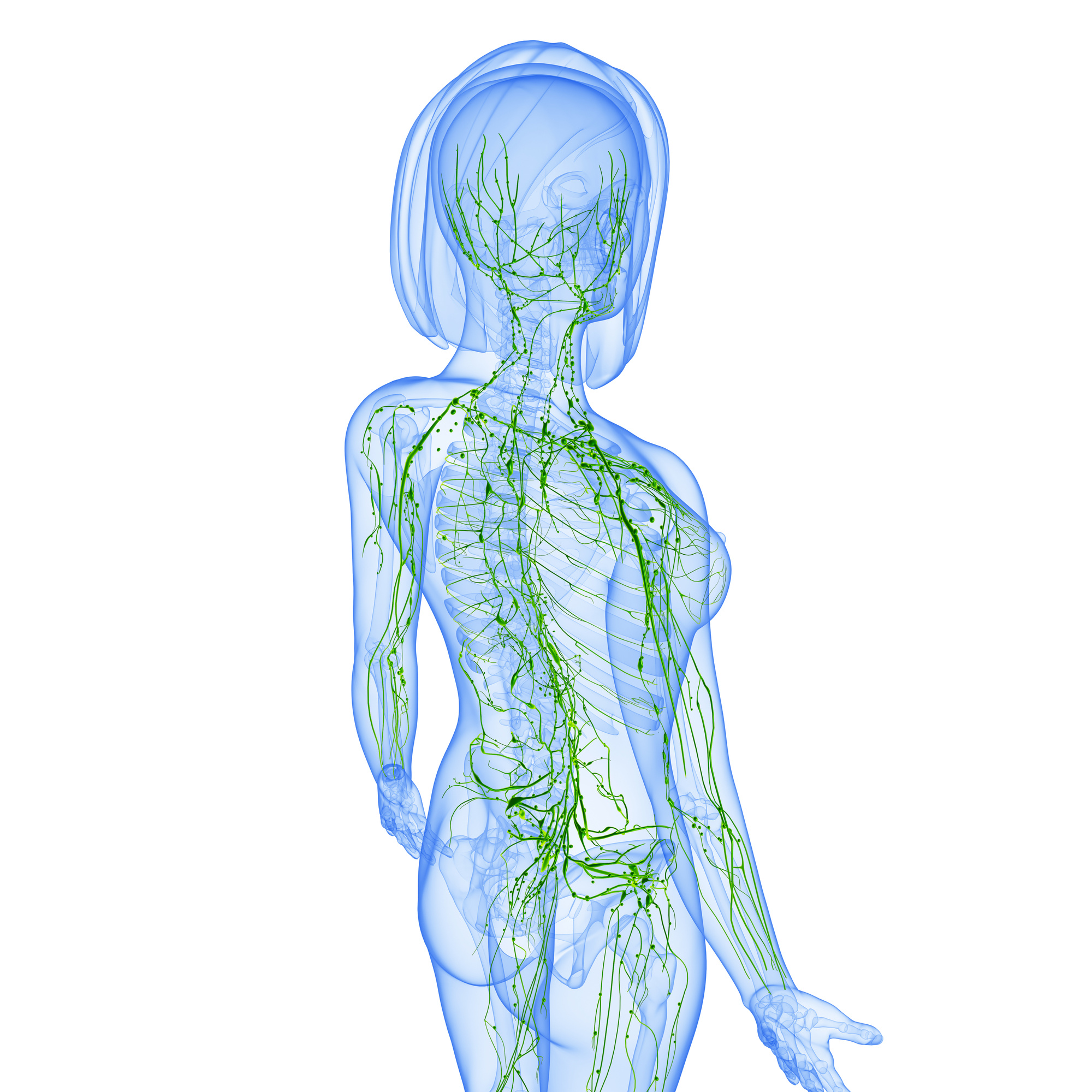 lymphatic system of female back